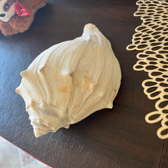 CONCH SHELL - Picture 6 of 8